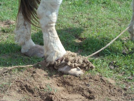 Maltrattavano animali nell'azienda zootecnica. In due finiscono nei guai